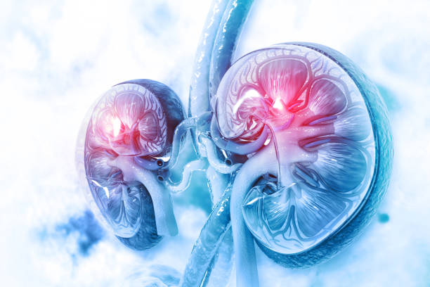 recovery and optimisation of kidney function clinic